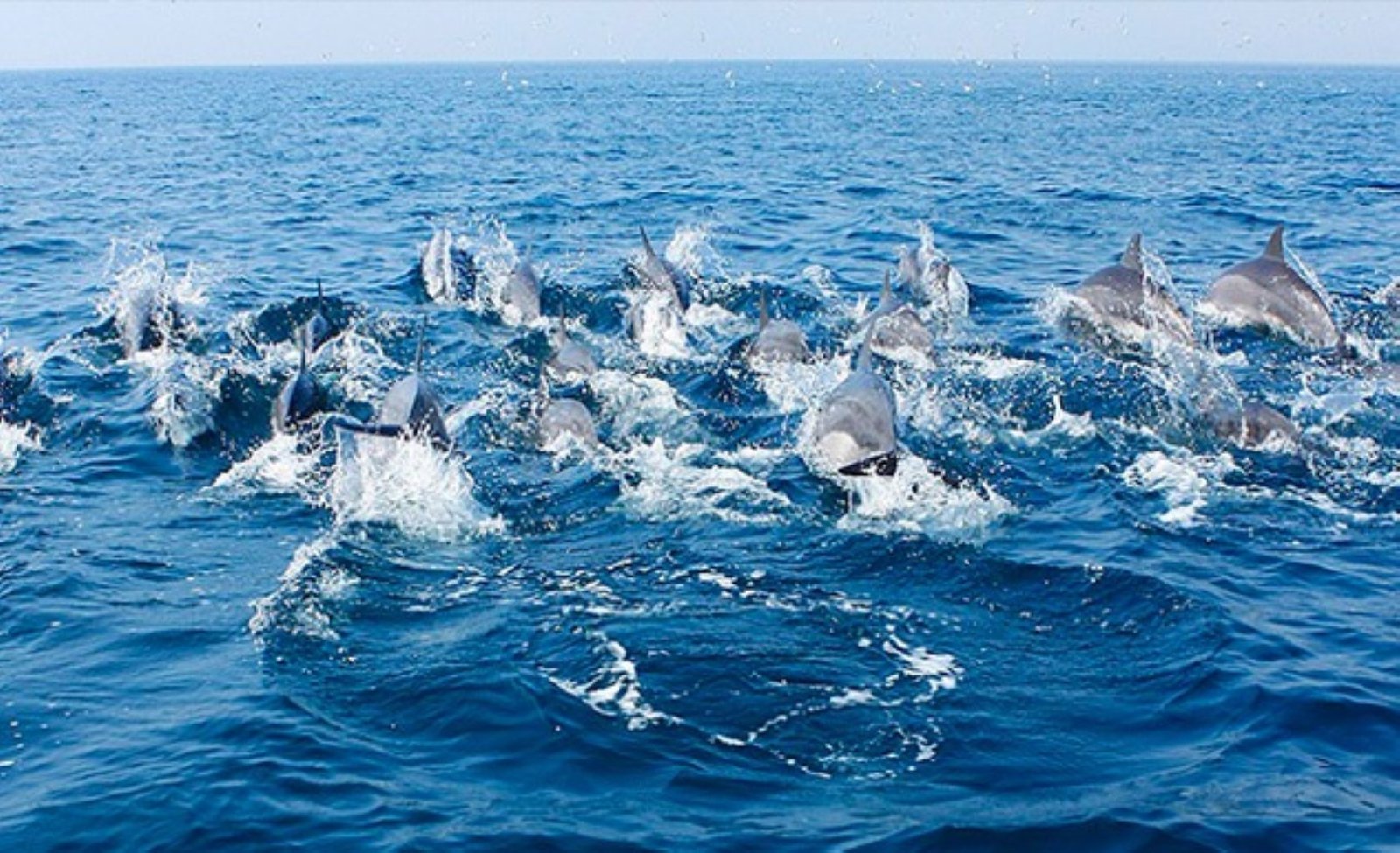 Early departures to see pods offshore with local crews who know the seasonal routes.